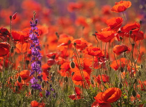 Poppies