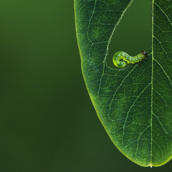 Green Green
