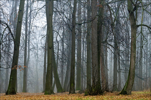 Misty forest