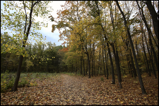 in the autumn forest