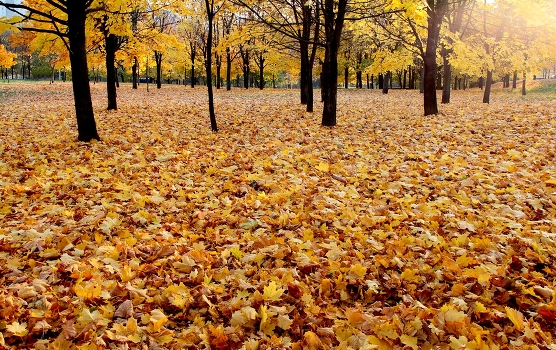 Leaf fall
