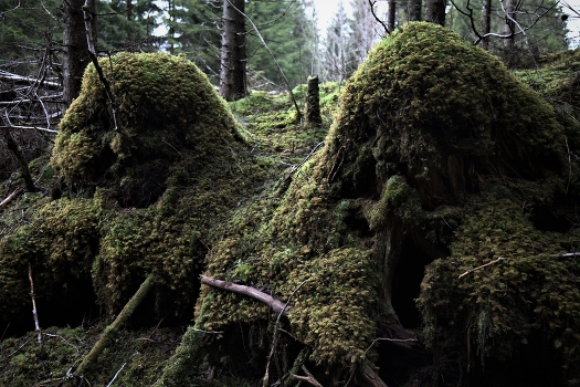 Forest Brothers