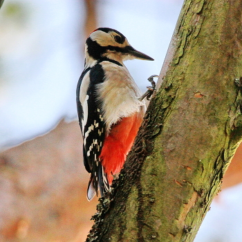 Great Spotted Woodpecker