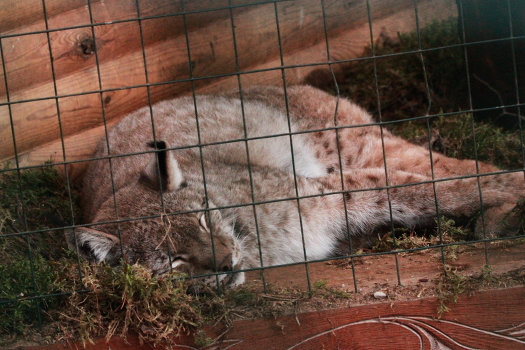 Lynx