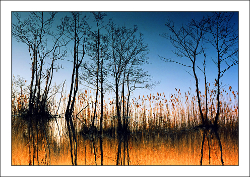 Sinking Trees