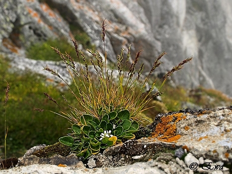 Alpine flowers.
