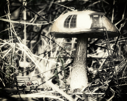 From the life of the mushroom people ..