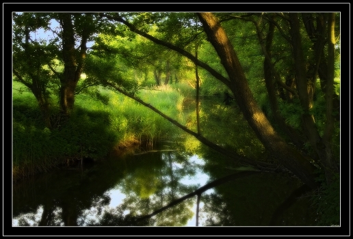 In forest