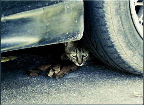 Who is not hidden - I do not fault!