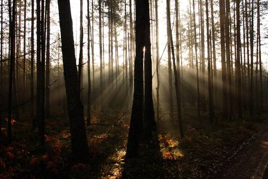 Autumn morning:)