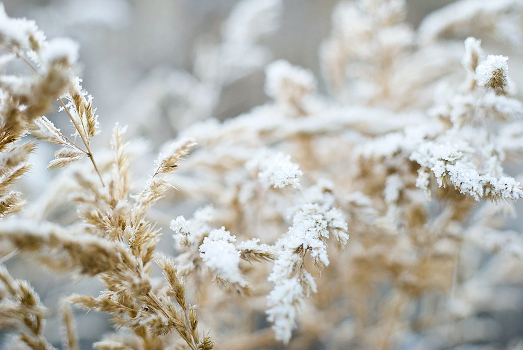 Rime