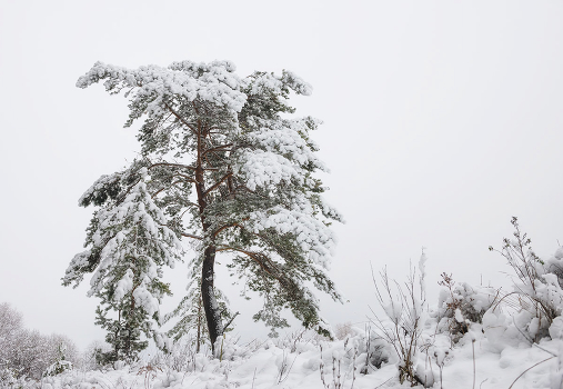 First snow