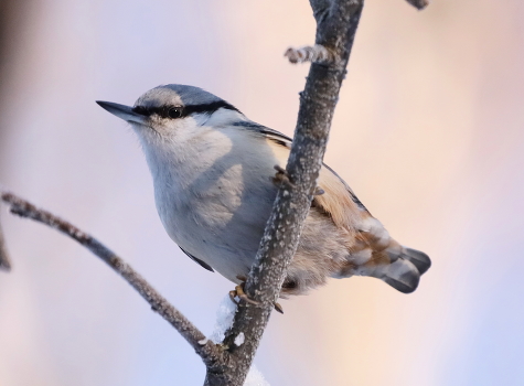 Nuthatch