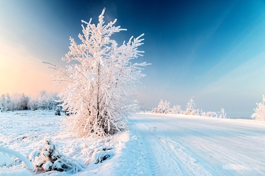 The Winter's Tale