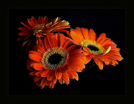 Gerberas
