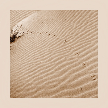 Desert ...