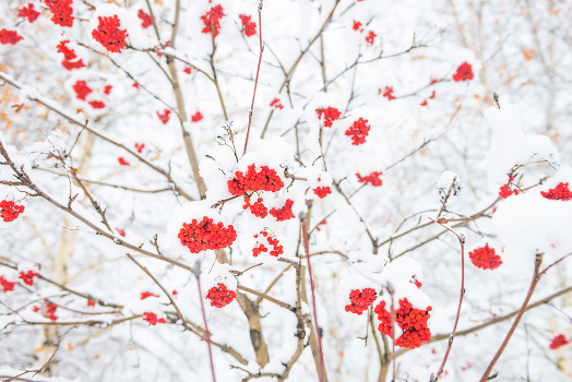 Red rowan