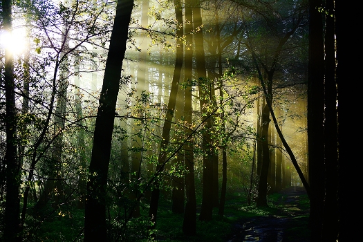 Morning in the forest
