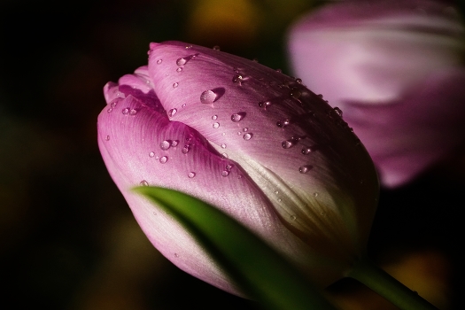 Tulip