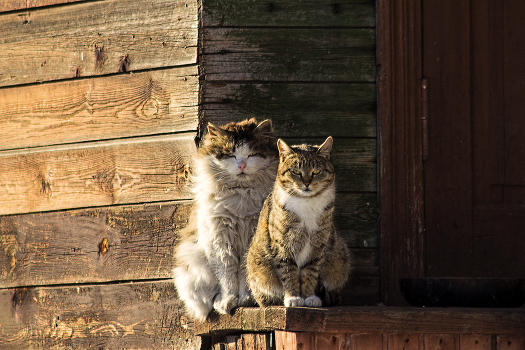 In der Sonne