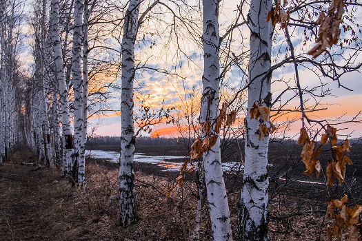 Берёзки...