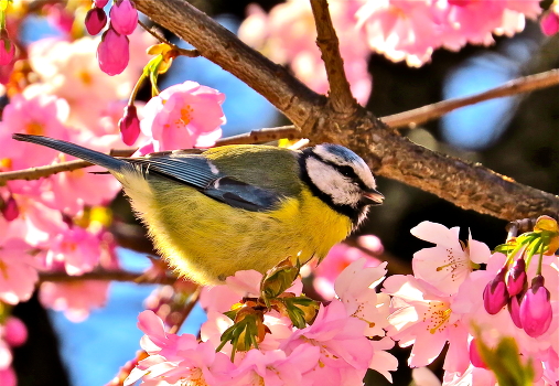 Blue tit