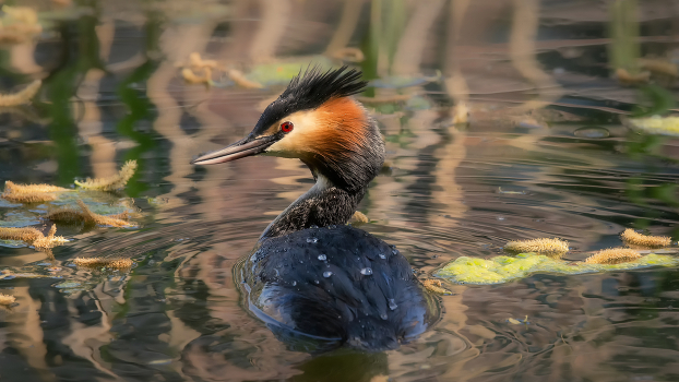 Great Crested Grebe