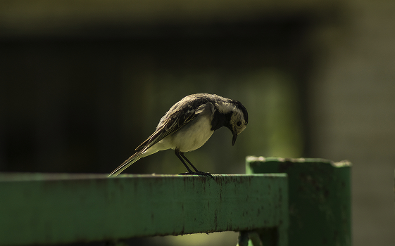 Wagtail