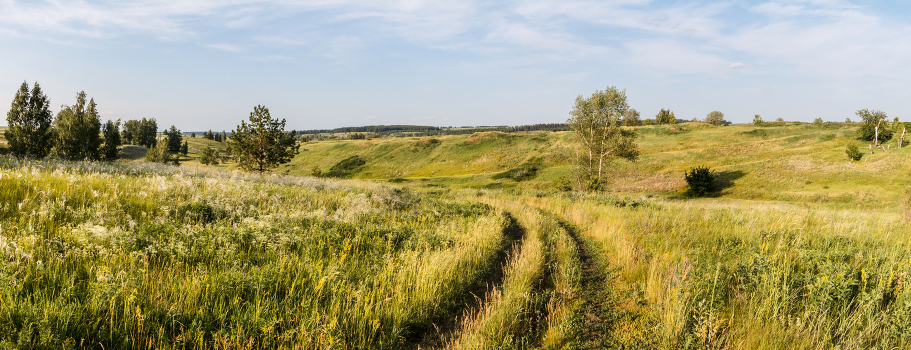 Summer field