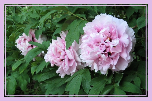 Peonies