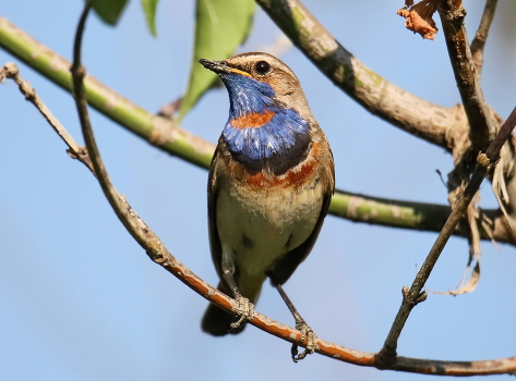 Bluethroat