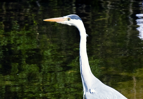 Heron