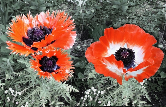 Poppies