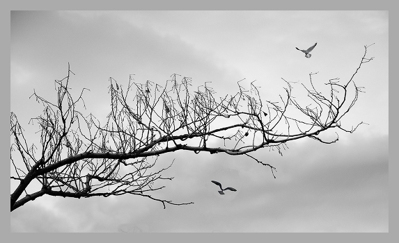fly