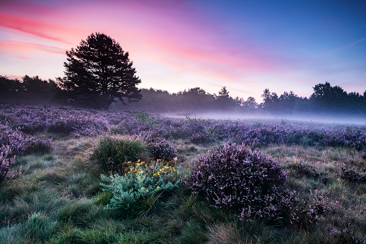 Magischer Morgen