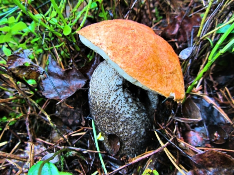 Orange-cap boletus