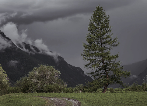 After the rain ... Broken by fate, but still a growing tree ......