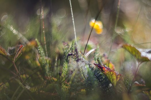 In the grass grasshopper sat