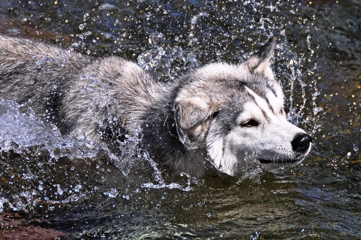 Water