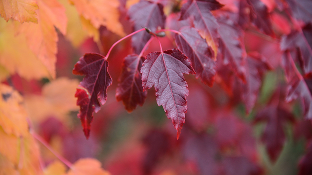 Autumn