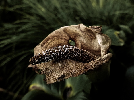 Signs of Herbst