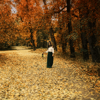 Walk through the woods