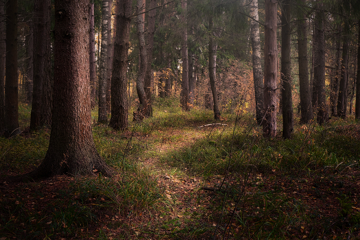Forest