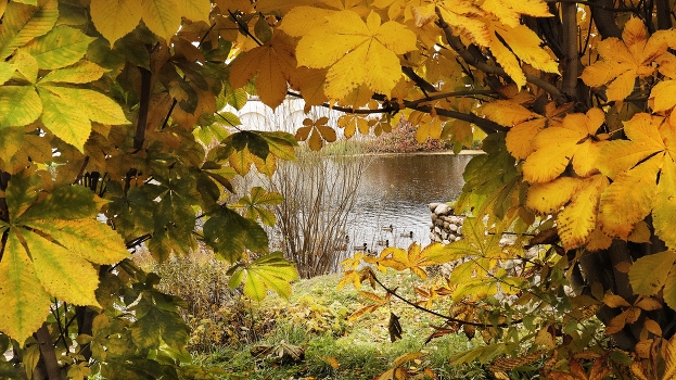 gold autumn
