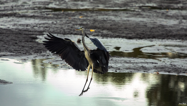 Gray Heron