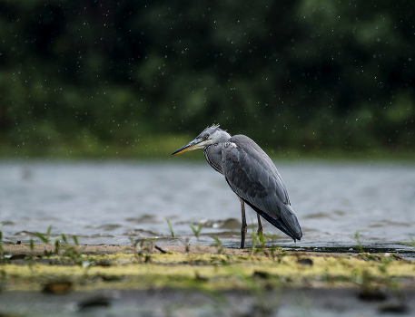 Rain