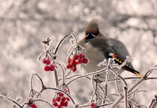 waxwing