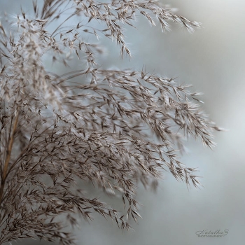 Premonition of winter