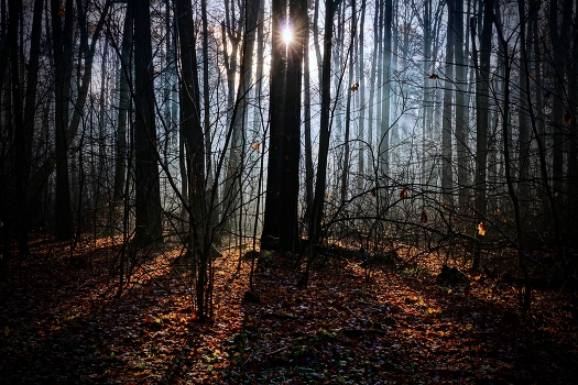 in the autumn forest