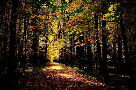 Autumn